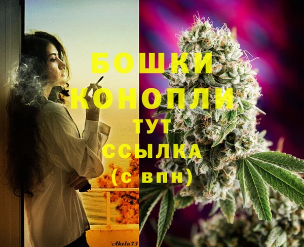 прущие грибы Новодвинск