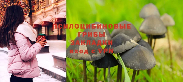 прущие грибы Новодвинск