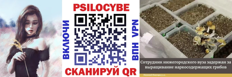 мориарти Telegram  Бугульма  Галлюциногенные грибы Cubensis 